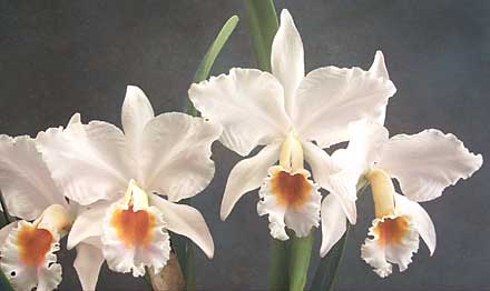 Percival's Cattley's